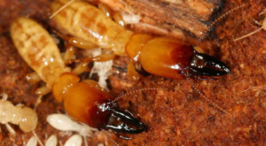 termite inspection and trwatment