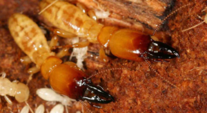 termite inspection and extermination